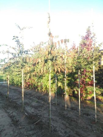 Zelkova serrata 6-8 Hoogstam wortelgoed - afbeelding 2