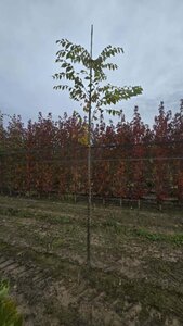 Zelkova serrata 6-8 Hoogstam wortelgoed - afbeelding 1