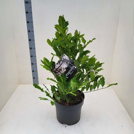 Magnolia stellata 60-80 cm cont. 10L