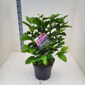 Magnolia 'Susan' 60-80 cm cont. 10L