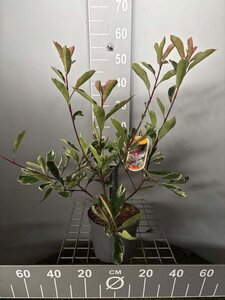 Photinia fraseri Pink Marble 30-40 cm cont. 3,0L