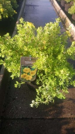 Potentilla f. 'Kobold' 25-30 cm cont. 3,0L - afbeelding 3