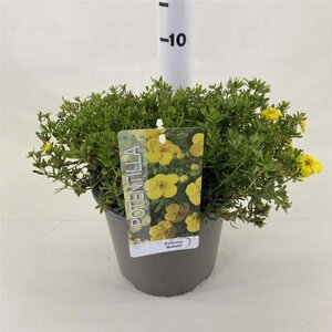 Potentilla f. 'Kobold' 25-30 cm cont. 3,0L - afbeelding 1