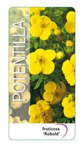 Potentilla f. 'Kobold' 25-30 cm cont. 3,0L - afbeelding 2