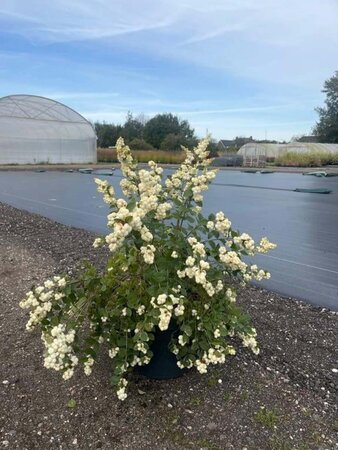 Symphoricarpos Magical Galaxy 50-60 cm cont. 10L