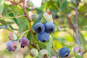 Vaccinium c. 'Chandler' 70 cm vierkant 2L - afbeelding 1