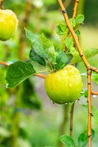 Malus d. 'Notarisappel' 18-20 Hoogstam draadkluit 260 cm stam dakvorm 140 Versgeleid