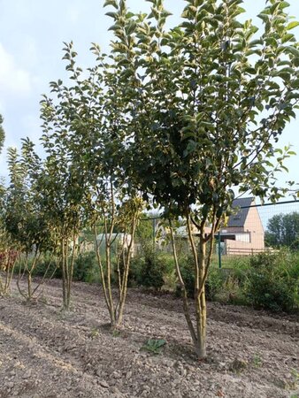 Malus 'Evereste' 250-300 cm draadkluit struik solitair