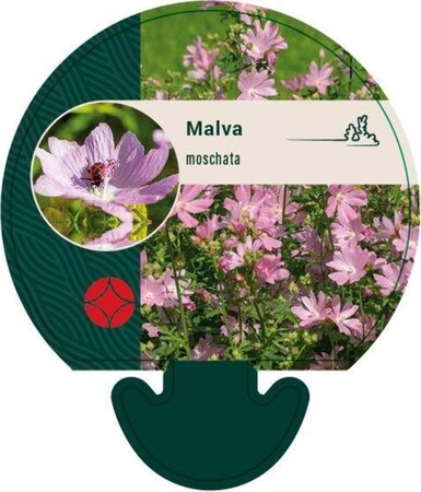 Malva moschata geen maat specificatie 0,55L/P9cm