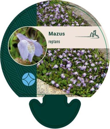 Mazus reptans geen maat specificatie 0,55L/P9cm - afbeelding 2