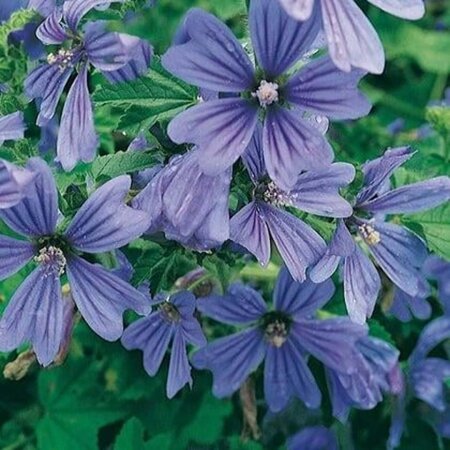 Malva sylvestris 'Primley Blue' geen maat specificatie 0,55L/P9cm - afbeelding 2