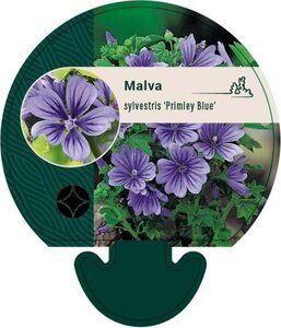 Malva sylvestris 'Primley Blue' geen maat specificatie 0,55L/P9cm - afbeelding 1