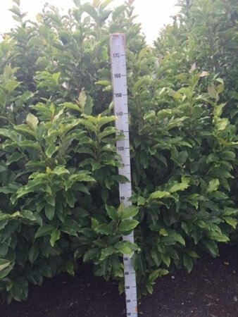 Magnolia 'Susan' 150-175 cm met kluit solitair - afbeelding 1