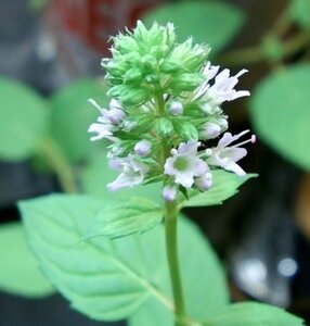 Mentha piperita 'Chocolate' geen maat specificatie 0,55L/P9cm - afbeelding 1