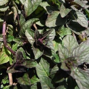 Mentha piperita 'Chocolate' geen maat specificatie 0,55L/P9cm - afbeelding 4