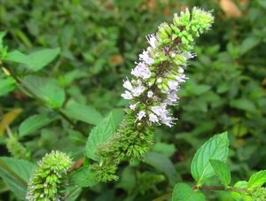 Mentha piperita 'Chocolate' geen maat specificatie 0,55L/P9cm - afbeelding 2