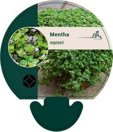 Mentha requienii geen maat specificatie 0,55L/P9cm - afbeelding 3