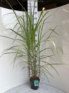 Miscanthus giganteus geen maat specificatie cont. 3,0L - afbeelding 5