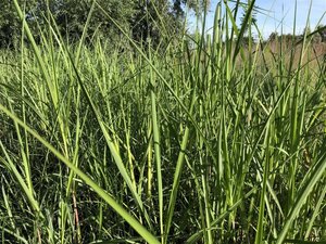 Miscanthus giganteus geen maat specificatie cont. 3,0L - afbeelding 4