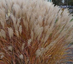 Miscanthus sin. 'Adagio' geen maat specificatie cont. 3,0L - afbeelding 1