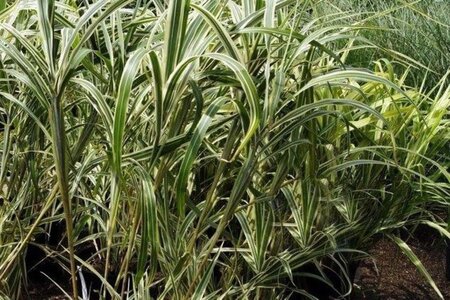 Miscanthus sin. 'Cosmopolitan' geen maat specificatie cont. 3,0L - afbeelding 2