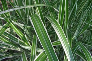 Miscanthus sin. 'Cosmopolitan' geen maat specificatie cont. 3,0L - afbeelding 3