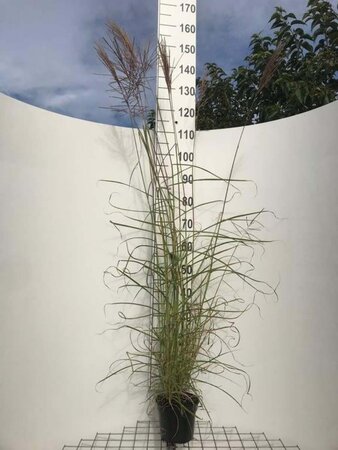 Miscanthus sin. 'Ferner Osten' geen maat specificatie cont. 2,0L - afbeelding 3