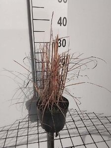 Miscanthus sin. 'Ferner Osten' geen maat specificatie cont. 2,0L - afbeelding 4