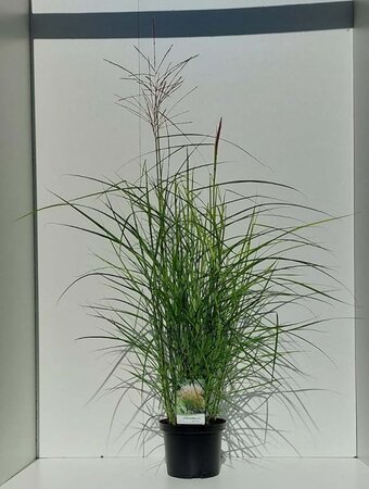 Miscanthus sin. 'Ferner Osten' geen maat specificatie cont. 5,0L - afbeelding 4