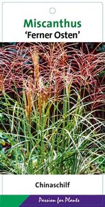 Miscanthus sin. 'Ferner Osten' geen maat specificatie cont. 5,0L - afbeelding 3