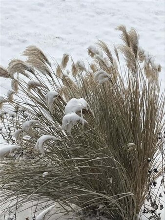 Miscanthus sin. 'Graziella' geen maat specificatie cont. 2,0L - afbeelding 1