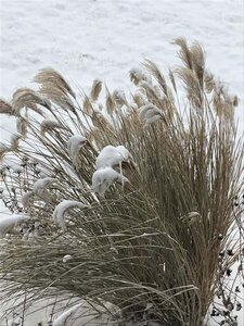 Miscanthus sin. 'Graziella' geen maat specificatie cont. 2,0L - afbeelding 1