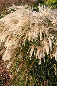 Miscanthus sin. 'Kaskade' geen maat specificatie cont. 3,0L