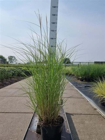 Miscanthus sin. 'Kleine Silbersp.' geen maat specificatie cont. 10L - afbeelding 3