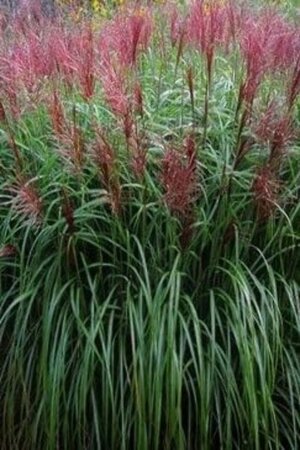 Miscanthus sin. 'Roter Pfeil' geen maat specificatie cont. 3,0L - afbeelding 1