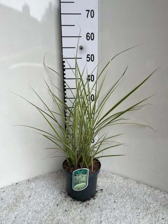 Miscanthus sin. 'Variegatus' geen maat specificatie cont. 3,0L - afbeelding 3