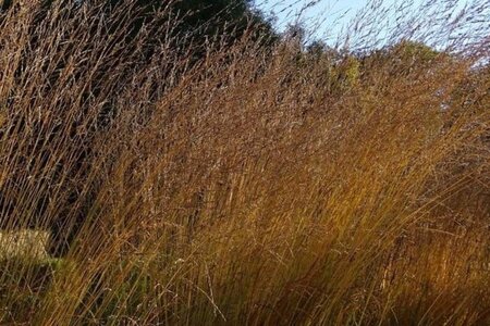 Molinia arund. 'Skyracer' geen maat specificatie cont. 2,0L