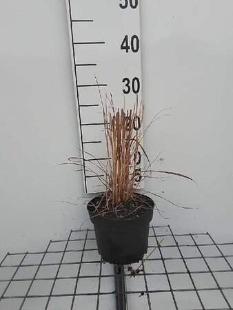 Molinia caerulea geen maat specificatie cont. 2,0L - afbeelding 5