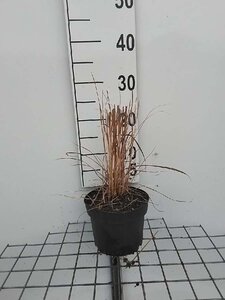 Molinia caerulea geen maat specificatie cont. 2,0L - afbeelding 3