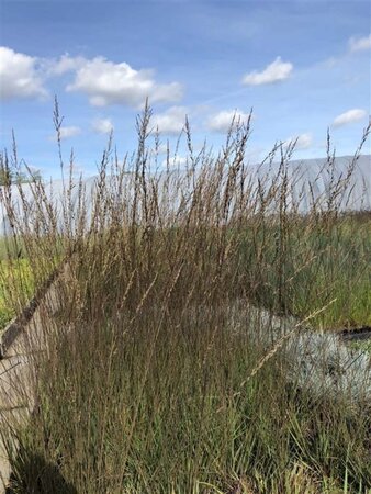 Molinia caerulea 'Edith Dudszus' geen maat specificatie cont. 2,0L - afbeelding 1