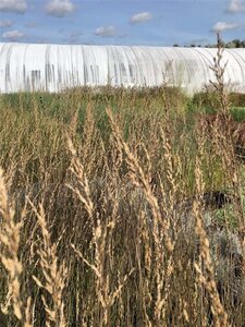 Molinia caerulea 'Edith Dudszus' geen maat specificatie cont. 2,0L - afbeelding 5