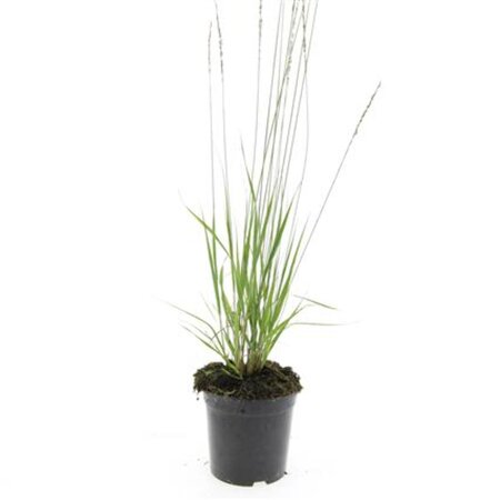 Molinia caerulea 'Heidebraut' geen maat specificatie cont. 1,5L - afbeelding 3