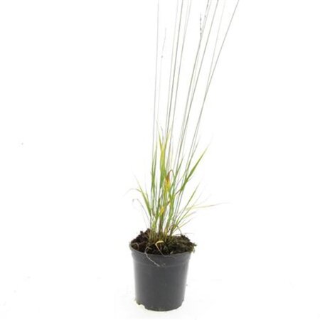 Molinia caerulea 'Heidebraut' geen maat specificatie cont. 1,5L - afbeelding 5