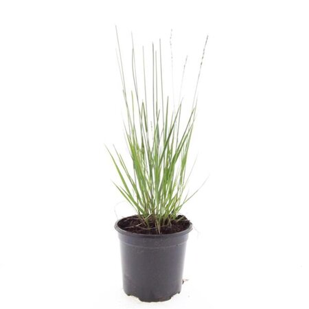 Molinia caerulea 'Heidebraut' geen maat specificatie cont. 1,5L - afbeelding 6