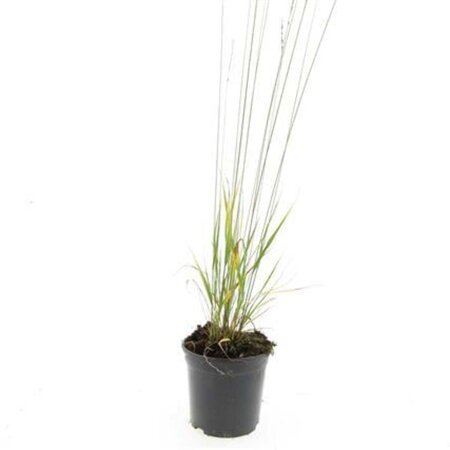 Molinia caerulea 'Heidebraut' geen maat specificatie cont. 1,5L - afbeelding 7