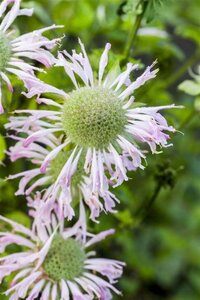 Monarda 'Fishes' geen maat specificatie 0,55L/P9cm