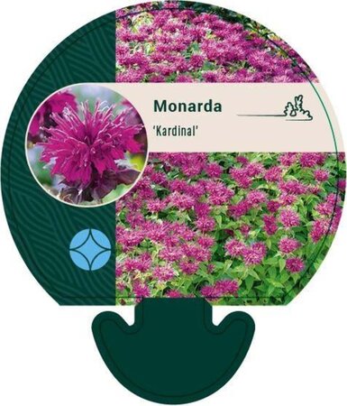 Monarda 'Kardinal' geen maat specificatie 0,55L/P9cm - afbeelding 1