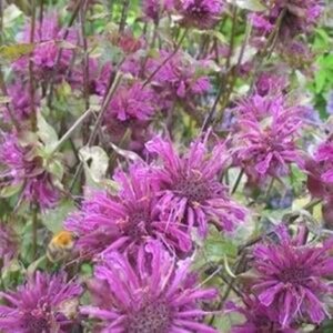 Monarda 'Kardinal' geen maat specificatie 0,55L/P9cm - afbeelding 2