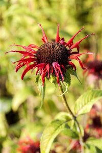 Monarda 'Squaw' geen maat specificatie cont. 3,0L