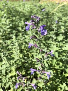 Nepeta faassenii ‘Walker’s Low’ Covergreen® Plantenmat 57 x 38 cm - afbeelding 1